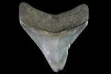 Serrated, Juvenile Megalodon Tooth - Georgia #90813-1